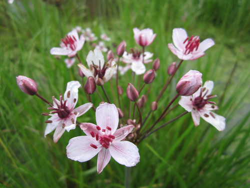 Butomus Umbellatus - Flowering Rush