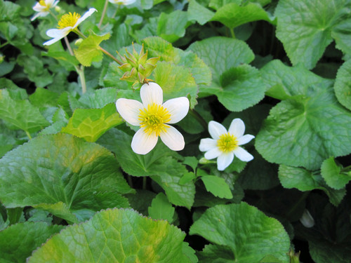 Caltha Palustris Alba - White Marsh Marigold