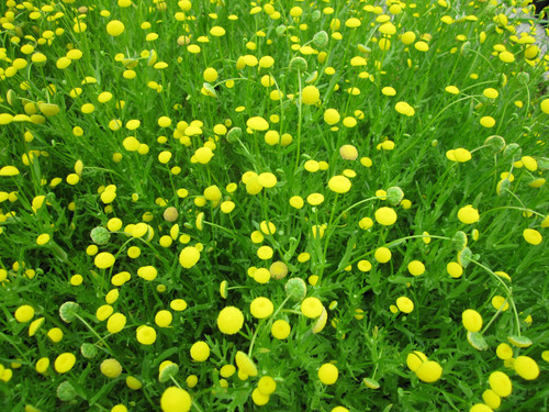 Cotula Coronopifolia - Brass Buttons Cotula Coronopifolia - Brass Buttons