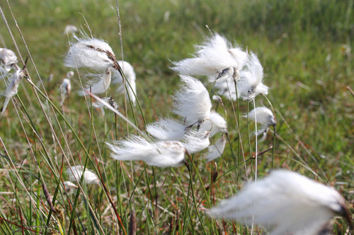 Eriophorum Angustifolium - Common Cottongrass