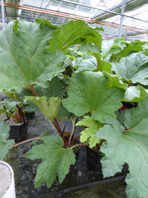 Gunnera Manicata - Chilean Rhubarb