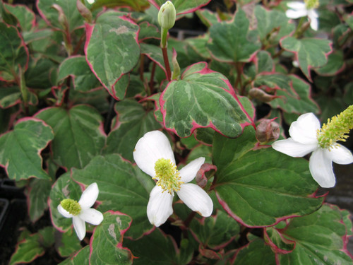 Houttuynia Cordata 'Boo Boo'