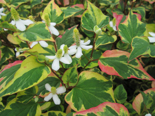Houttuynia Cordata 'Chameleon' Houttuynia Cordata 'Chameleon'