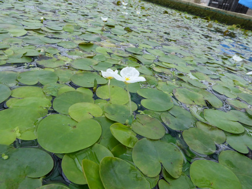 Hydrocharis Morsus Ranae - Frogbit Hydrocharis Morsus Ranae - Frogbit