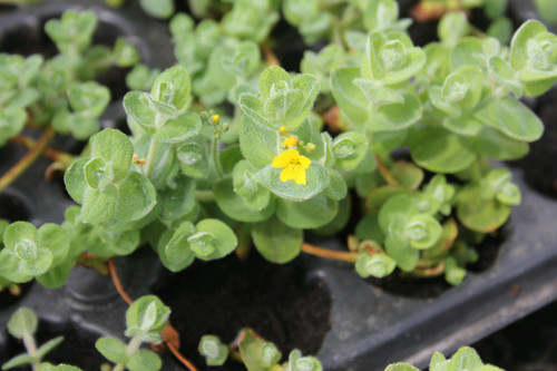 Hypericum Elodes - Marsh St Johns Wart