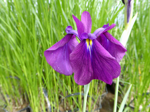 Iris Ensata 'Variegata' - Japenese Water Iris