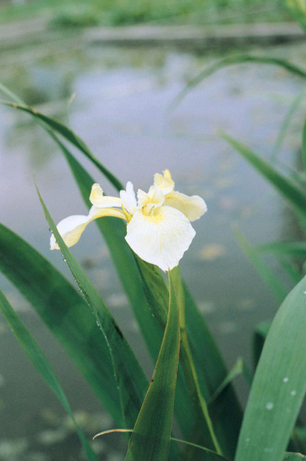 Iris Pseudacorus Bastardii