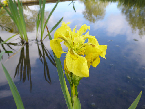 Iris Pseudacorus Yellow Flag Iris Pseudacorus Yellow Flag