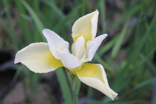 Iris Sibirica 'Snow Queen'