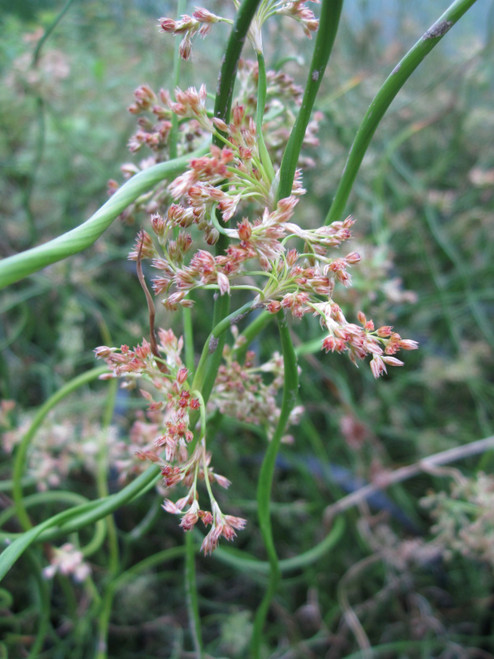 Juncus Effusus Spiralis Juncus Effusus Spiralis