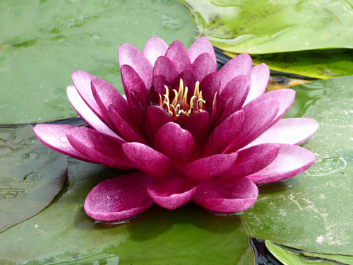 Nymphaea Almost Black (Red) Nymphaea Almost Black (Red)
