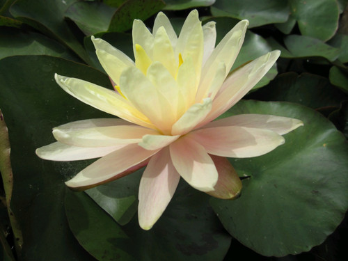 Nymphaea Barbara Dobbins (Yellow)