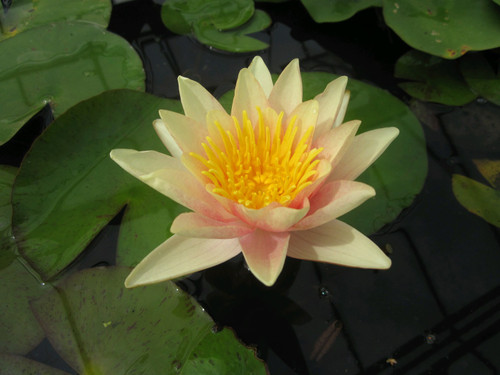 Nymphaea Paul Hariot