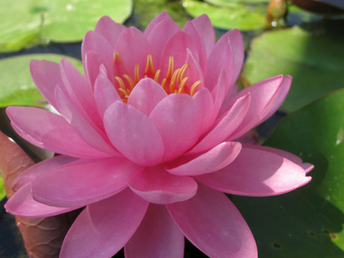 Nymphaea Perry's Fire Opal