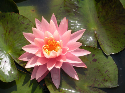 Lily - Nymphaea Sunny Pink (Pink)