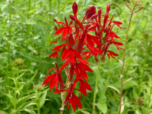 Lobelia Cardinalis - Cardinal Flower