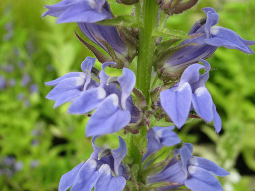 Lobelia Siphilitica - Great Blue Lobelia