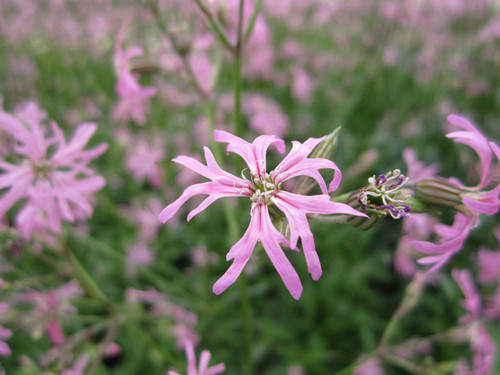 Lychnis Flos-cuculi - Ragged Robin Lychnis Flos-cuculi - Ragged Robin