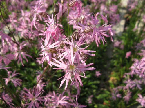 Lychnis Flos-cuculi 'Terry's Pink'