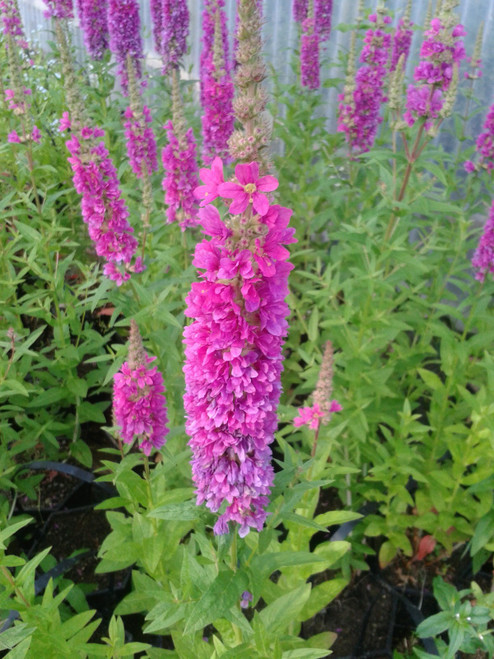 Lythrum Salicaria Robert Lythrum Salicaria Robert