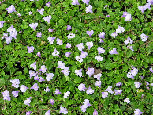 Mazus Reptans - Creeping Mazus Mazus Reptans - Creeping Mazus