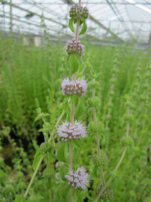 Mentha Pulegium - Pennyroyal Mentha Pulegium - Pennyroyal