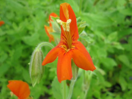 Mimulus Cardinalis - Scarlet Monkeyflower