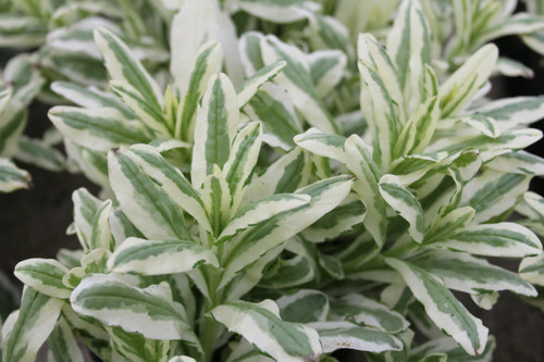 Myosotis Scorpioides Variegata