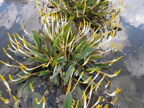 Orontium Aquaticum 'Golden Club' Orontium Aquaticum 'Golden Club'