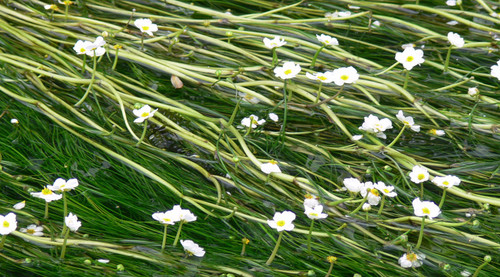 Ranunculus Aquatilis 'Water Crowfoot' Ranunculus Aquatilis 'Water Crowfoot'