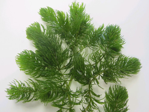 Ceratophyllum Demersum - Hornwort Ceratophyllum Demersum - Hornwort
