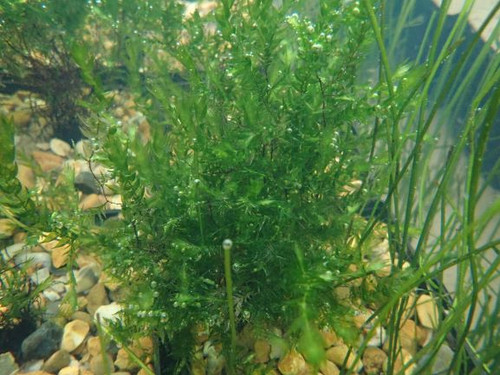 Fontinalis Antipyretica - Water Moss Fontinalis Antipyretica - Water Moss