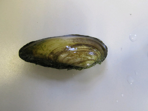 Painter Mussels