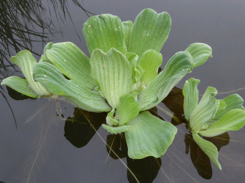 Pistia Stratiotes 'Dwarf Water Lettuce' Pistia Stratiotes 'Dwarf Water Lettuce'