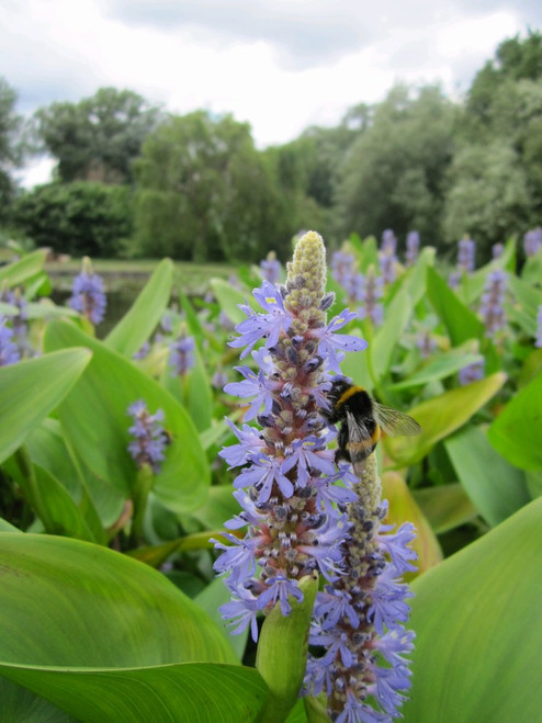 Pontederia Cordata 'Pickerel Weed' Pontederia Cordata 'Pickerel Weed'