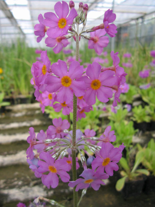 Primula Beesiana 'Bees Primrose' Primula Beesiana 'Bees Primrose'