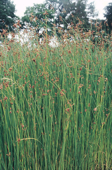 Scirpus Lacustris 'Bulrush/Clubrush' Scirpus Lacustris 'Bulrush/Clubrush'