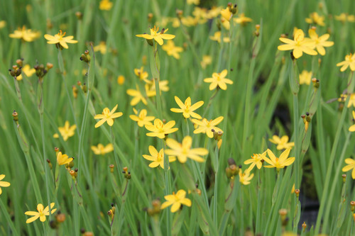 Sisyrinchium Californicum 'Golden-eyed Grass' Sisyrinchium Californicum 'Golden-eyed Grass'