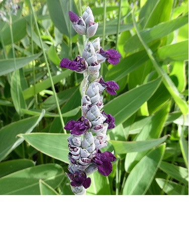 Thalia Dealbata 'Powdery Aligator-flag'