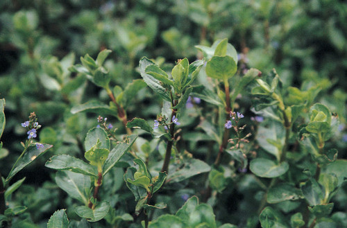 Veronica Beccabunga 'Brooklime'
