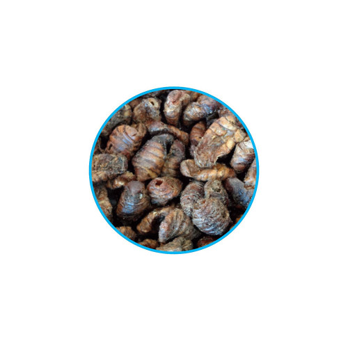 Evolution Aqua Silkworm Pupae 300g
