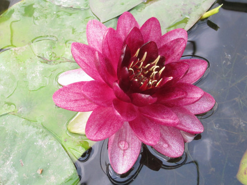 Nymphaea Almost Black (Red) 30 Ltr