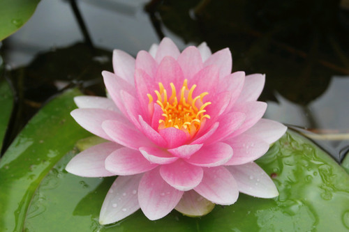 Nymphaea Darwin Hollandia (Pink) 30 Ltr