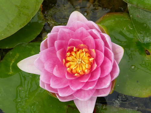 Nymphaea Madame Wilfron Gonnere (Pink) 30 Ltr