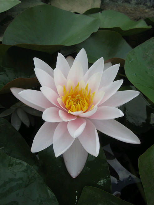 Nymphaea Marliacea Carnea (Pink) 30 Ltr