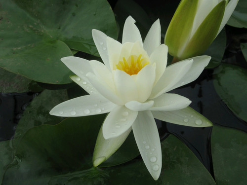 Nymphaea Alba White Lily 30 Ltr