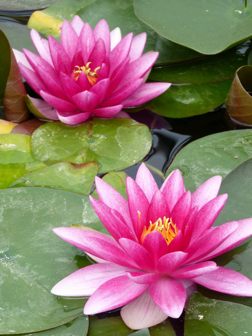 Nymphaea Charles De Meurville Red Lily 30 Ltr