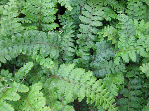 Polystichum Polyblepharum 'Japanese Lace Fern' 9cm - Pack of 3