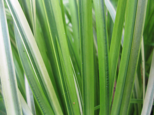 Acorus Gramineus Ogon - Slender Sweet Flag 1 Ltr - Pack of 3