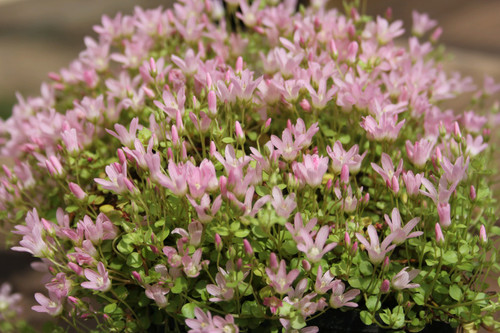 Anagallis Tenella - Bog Pimpernel 1 Ltr